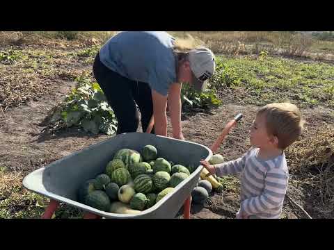 Видео: Допомагали Вані на городі