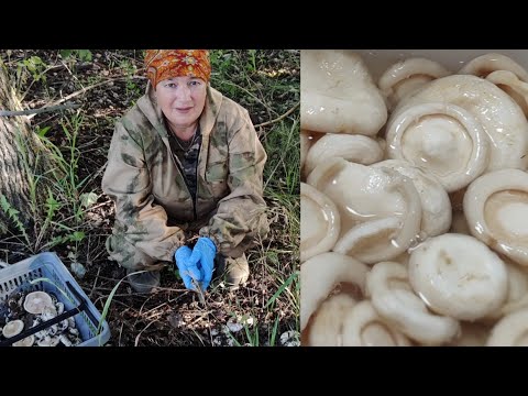 Видео: Ступить некуда одни грибы как я мою грибы // нужная вещь в хозяйстве //