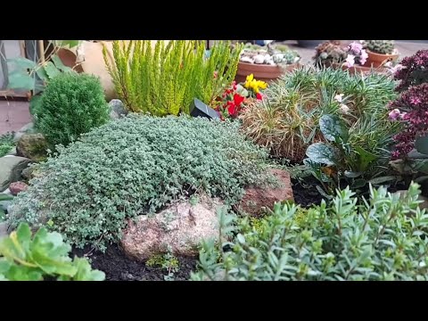Видео: Высаживаю ТИМЬЯН ползучий на горку 🧚‍♀️ Обзор моей КАМЕННОЙ ГОРКИ в сентябре 🧚‍♂️ Steinbeet im Sep