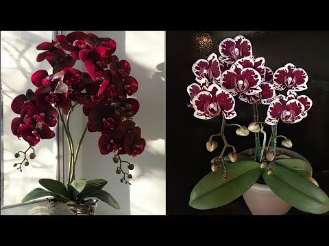 Видео: Как сделать цветок орхидеи из полиэтиленового пакета - идеи цветочных поделок