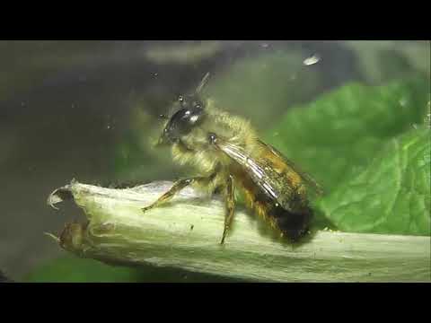 Видео: ИНСЕКТАРИЙ: 150. Рыжая Осмия (Osmia rufa)