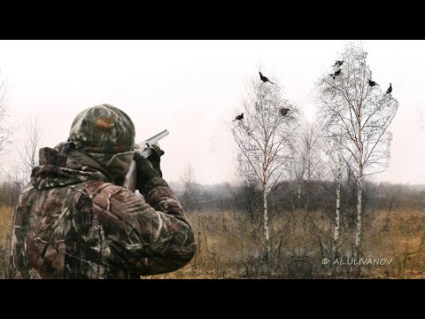 Видео: Охота на тетерева осенью. Black grouse hunting