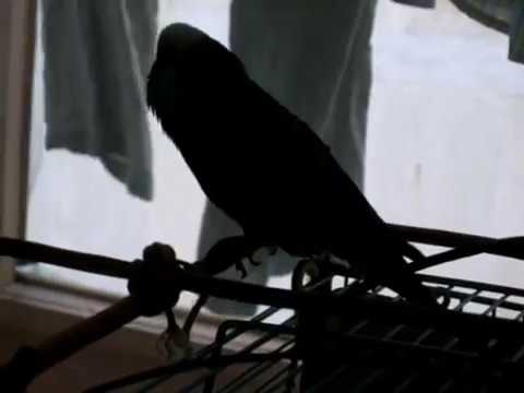 Видео: Степка - говорящий попугайчик