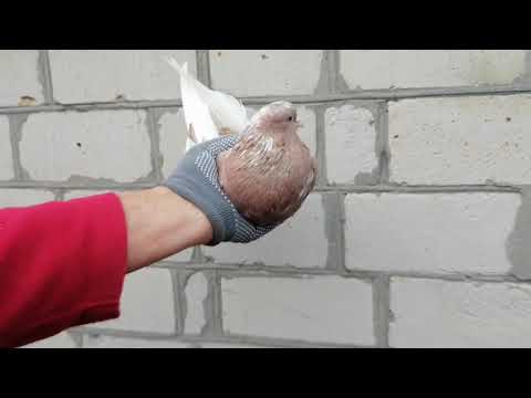 Видео: ГОЛУБИ ЛОЗОВАТСКОГО 13 ноября 2025г.ТЕЛ.38 050 707 57 21ЦВЕТ