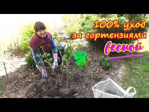 Видео: Сделайте это с ГОРТЕНЗИЯМИ весной и ждите пышного цветения!