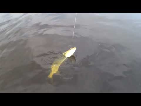 Видео: Хижак на дикому ставку