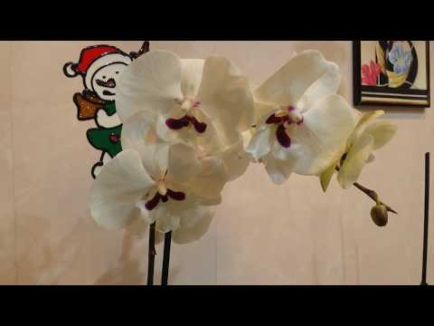 Видео: Пересадка новой орхидеи.Биг лип в керамзит.19.01.2020.