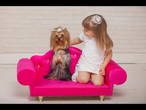 Видео: Команда Зайка Дрессировка щенка