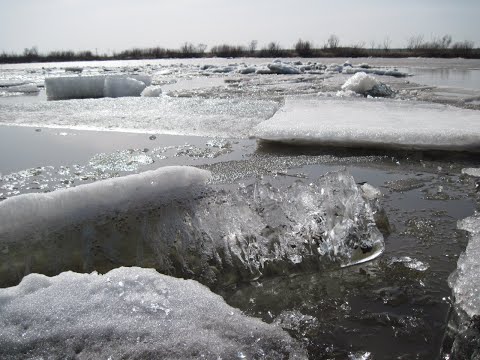 Видео: Ледоход на реке Суре-2023! Лёд сносит деревья!