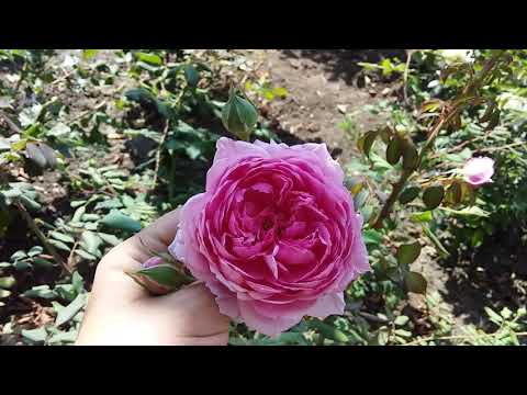 Видео: Шокирующая жара🌞☀️🌞 и цветение роз🌹🌹🌹 , которые её выдерживают 25 июля 2021 г