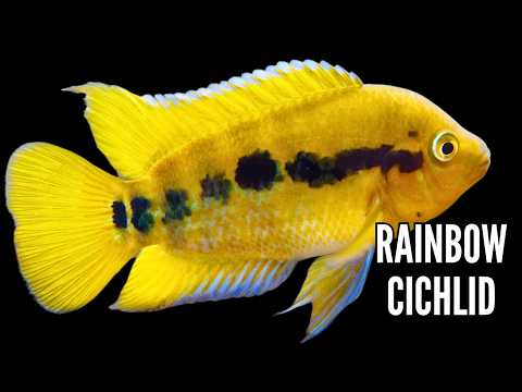 Видео: Радужная цихлида | Полное руководство по уходу и разведению
