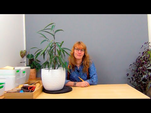 Видео: Формирование фикуса Али, вариант 1 (ч.4).