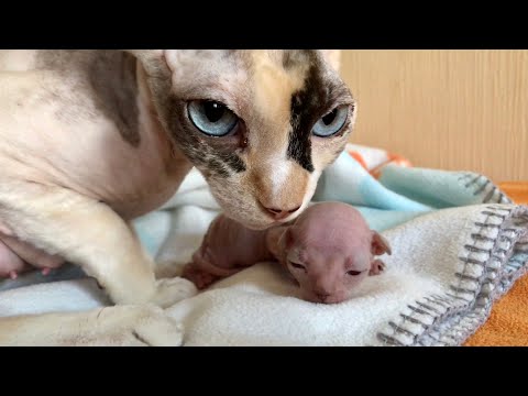 Видео: Котёнок Сфинкса девочка-борец❤️ Показываю малышку🌸 Часть2