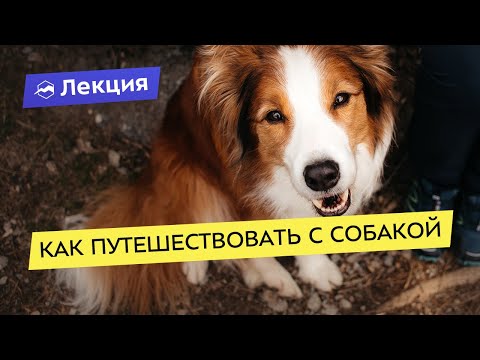 Видео: Как путешествовать с собакой