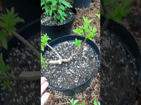 Видео: Проверка метода повторной обрезки метельчатой гортензии на ЮГЕ!02.06.25