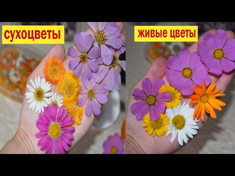 Видео: КАК СУШИТЬ ЦВЕТЫ🌺 Сухоцвет не отличить от живых цветов! Объемная сушка.  Где взять сухоцветы?