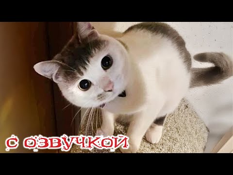 Видео: Приколы с котами! С ОЗВУЧКОЙ! ТАКИЕ смешные коты и собаки! - Самые смешные животные!