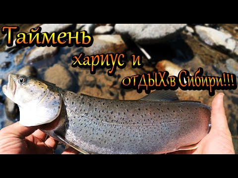 Видео: Рыбалка!!! Таймень, хариус и отдых в Сибири!!! 1 День