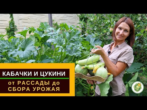 Видео: Кабачки и цукини - от рассады до сбора урожая//все секреты выращивания и ухода