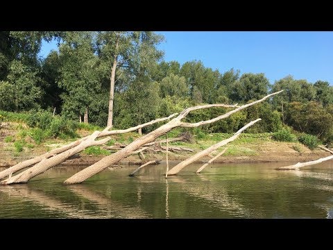 Видео: РЫБАЛКА В КОРЯЖНИКЕ. Рыба стоит под дровами. Ловля щуки на реке
