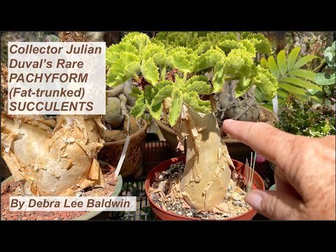 Видео: Выращивайте суккуленты с толстоствольными (пахиформными) растениями. Большие, быстрые, не подверж...