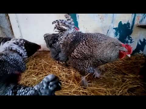 Видео: Мехеленская кукушка, небольшой репортаж о большой птице!!!