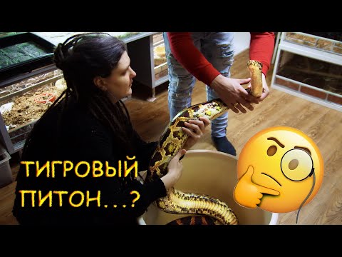 Видео: Стоит ли заводить крупных змей? ТИГРОВЫЙ ПИТОН : Особенности содержания