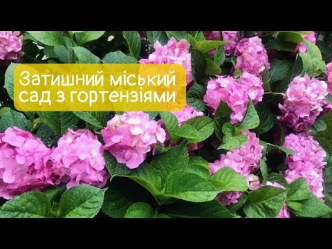 Видео: Привітання: затишний міський сад з гортензіями