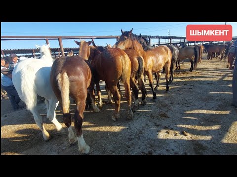 Видео: Шымкент Жылқы бағалары 19.06.24ж
