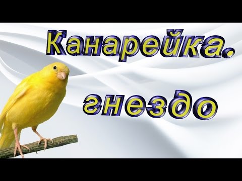 Видео: Гнездо канареек