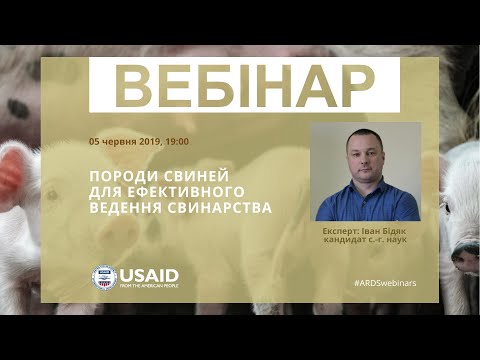 Видео: Породи свиней для ефективної відгодівлі