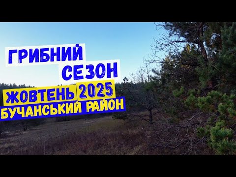 Видео: грибний сезон жовтень 2025