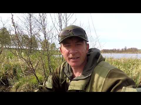 Видео: Вечерняя зорька на дикаре с боковым кивком.