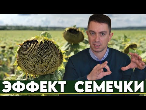 Видео: 10 важных характеристик подсолнечника для высокой урожайности