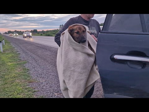 Видео: Водители нашли на обочине трассы ползущего щенка 😢 звали нас на помощь чтобы его спасти.