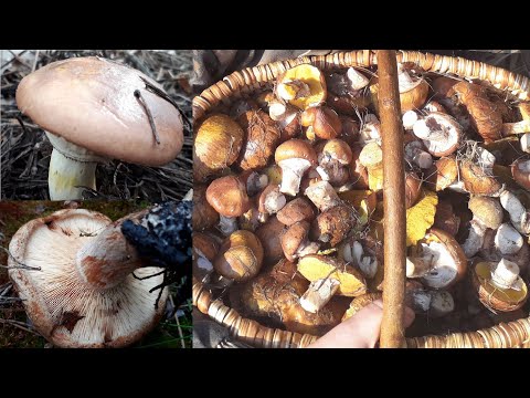 Видео: ГРИБЫ МАСЛЯТА и коварная соседка Свинушка тонкая.