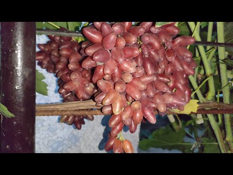 Видео: ДЖОКЕР СОЗРЕВАЕТ! 🍇🍇🍇WhatsApp и Viber +79528500417, ТЕЛ. +79054033245.