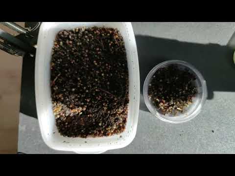 Видео: 13 Компостний хробак у квартирі. Починаємо спочатку.