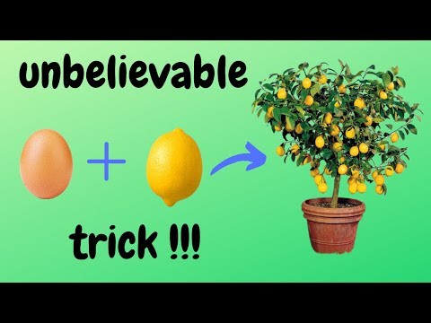 Видео: ☑️ как вырастить лимонное дерево из семян 🍋 - невероятный трюк 🌳