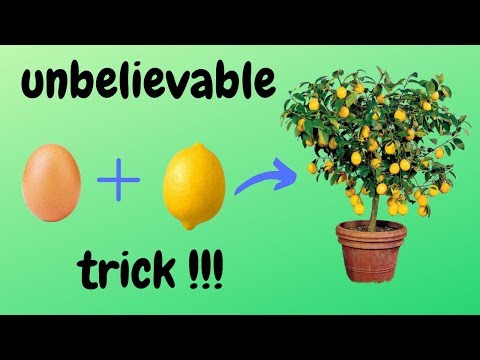 Видео: ☑️ как вырастить лимонное дерево из семян 🍋 - невероятный трюк 🌳