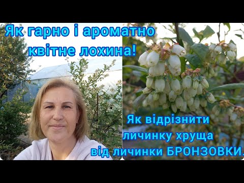 Видео: ЛОХИНА🫐Характеристика сортів.Догляд в травні#лохина#доглядзалохиною#сортилохини#підживленнялохини