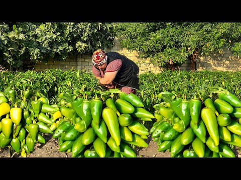 Видео: Сбор урожая болгарского перца и приготовление зимних солений