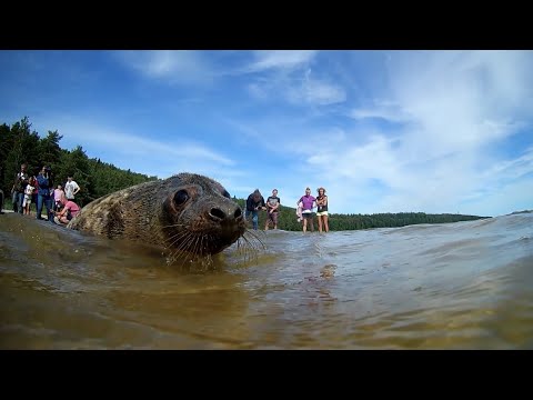 Видео: Письма из провинции. Человек и море