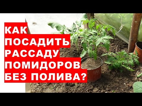 Видео: Как правильно посадить рассаду помидоров без полива? Особенность посадки рассады без полива лунки