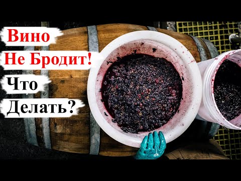 Видео: Вино НЕ БРОДИТ! Что ДЕЛАТЬ?