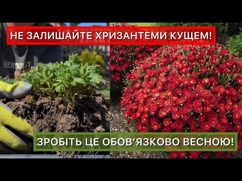 Видео: Як виростити пишну кулю з хризантеми мультифлори. Що зробити, щоб кущ не розвалювався.