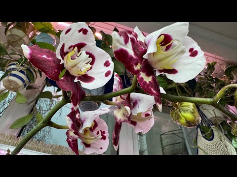 Видео: Колыбельная для Зузы 😁🌼