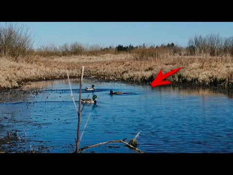 Видео: Классическая ОХОТА С ПОДСАДНОЙ. ЛУЧШИЕ МОМЕНТЫ за историю канала!