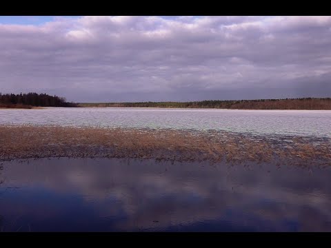 Видео: От Дивенской к Орлино. Бывшая ж.д. Чудово-Веймарн. На Орлинском ещё лёд.