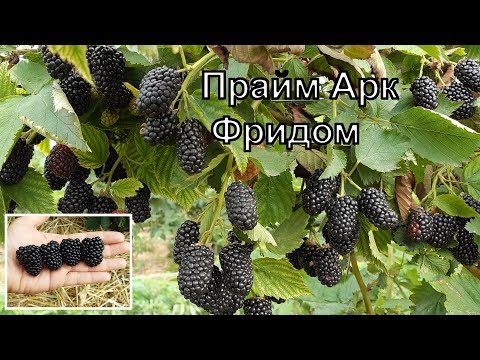 Видео: Ежевика Прайм Арк Фридом - а  так ли хорош, как его рекламируют?